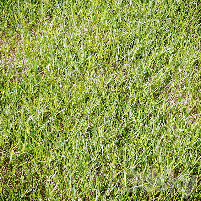 Grass_for_landscaping 3ds Max - thumbnail 3