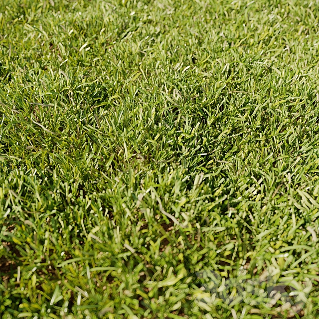 High Details Grass 3DS Max Model - thumbnail 2