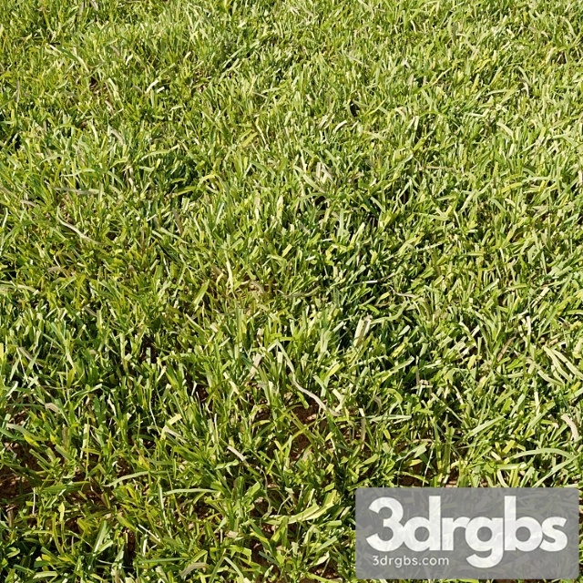 High details grass - thumbnail 1