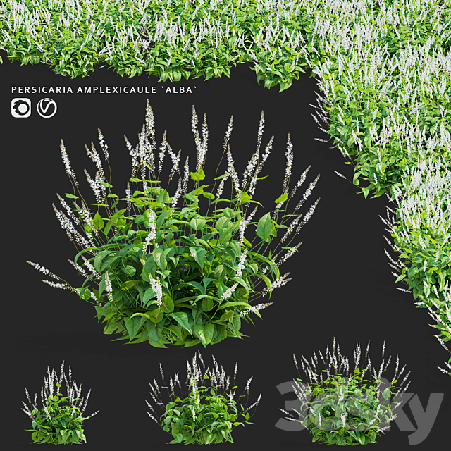 Highlander candle flowers | Persicaria amplexicaule Alba 3ds Max - thumbnail 1