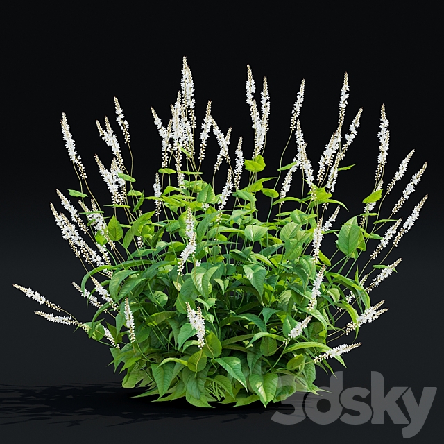 Highlander candle flowers | Persicaria amplexicaule Alba 3ds Max - thumbnail 2