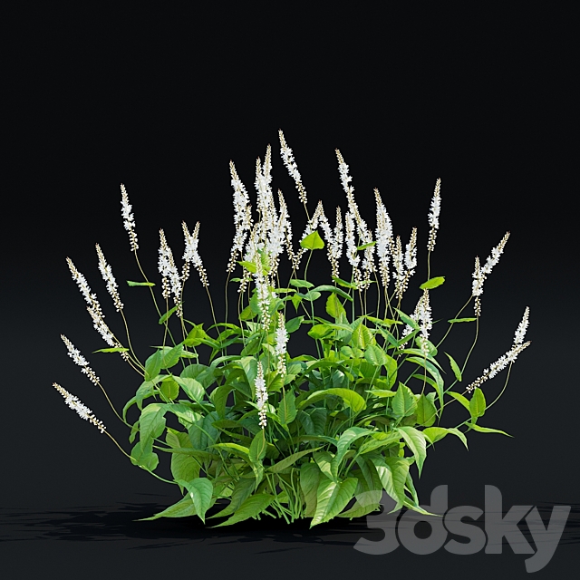 Highlander candle flowers | Persicaria amplexicaule Alba 3ds Max - thumbnail 3