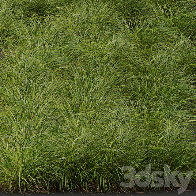 HQ Plants Carex Elata Aurea Grass Version2 3ds Max - thumbnail 3