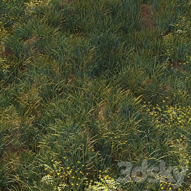 June grass 3DS Max Model - thumbnail 2