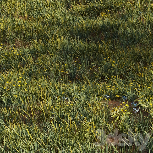 June grass 3DS Max Model - thumbnail 3