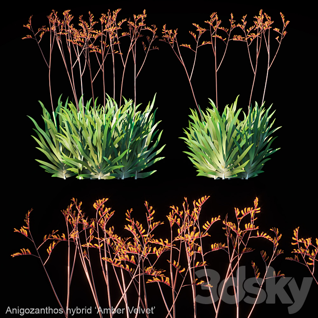 Kangaroo Paw | Anigozanthos hybrid Amber Velvet 3ds Max - thumbnail 1