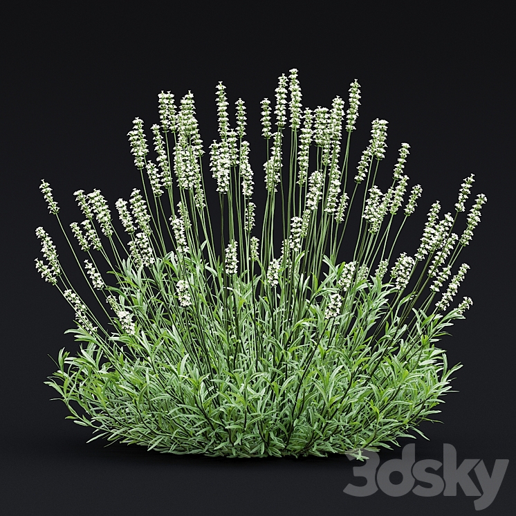 Lavender angustifolia flowers | Lavandula angustifolia Alba 3DS Max Model - thumbnail 2
