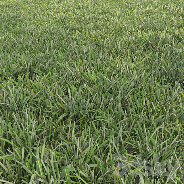 Lawn cut grass 3ds Max - thumbnail 2