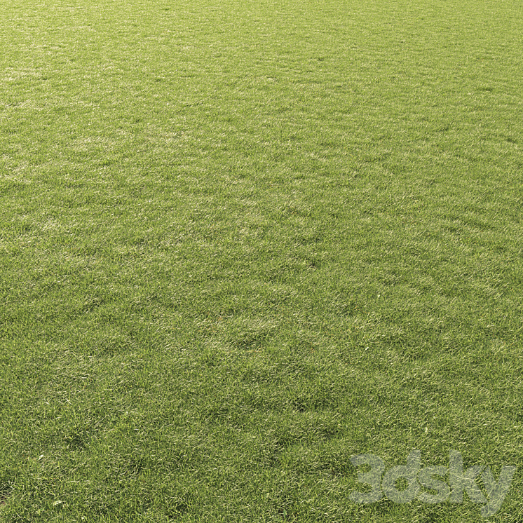 Lawn Grass 01 3DS Max Model - thumbnail 2