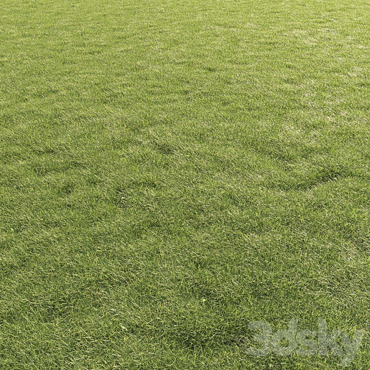 Lawn Grass 01 3DS Max Model - thumbnail 3