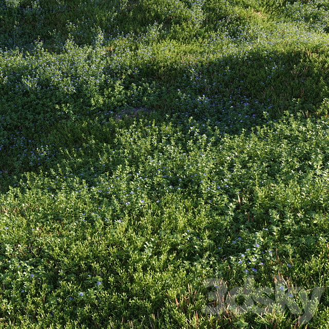 Lawn: Speedwell and bluegrass (March) 3ds Max - thumbnail 1