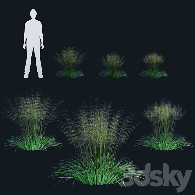 Lugovik turfy (Pike) | Deschampsia cespitosa 3DS Max Model - thumbnail 3