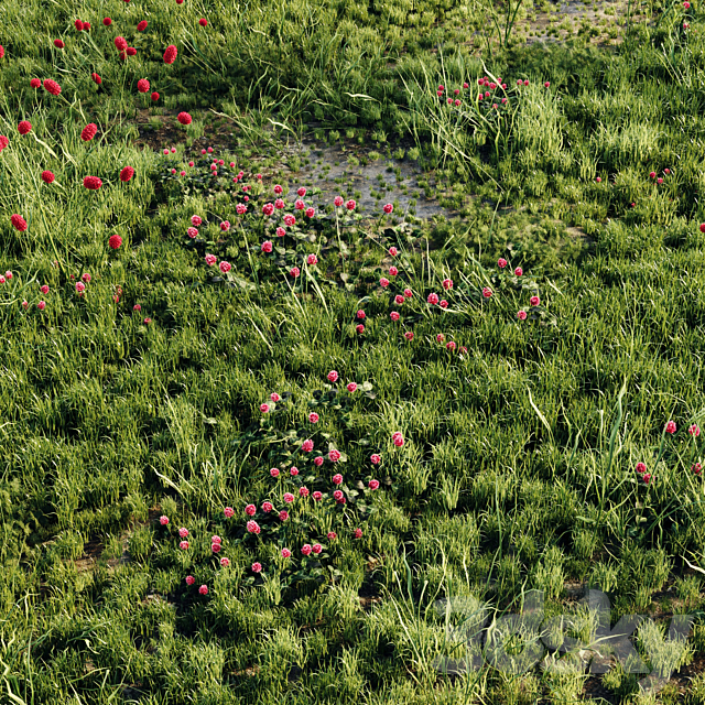 Meadow grass 2 3DS Max Model - thumbnail 2