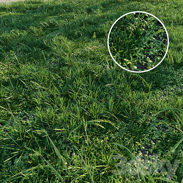 Meadow grass 3DS Max Model - thumbnail 2