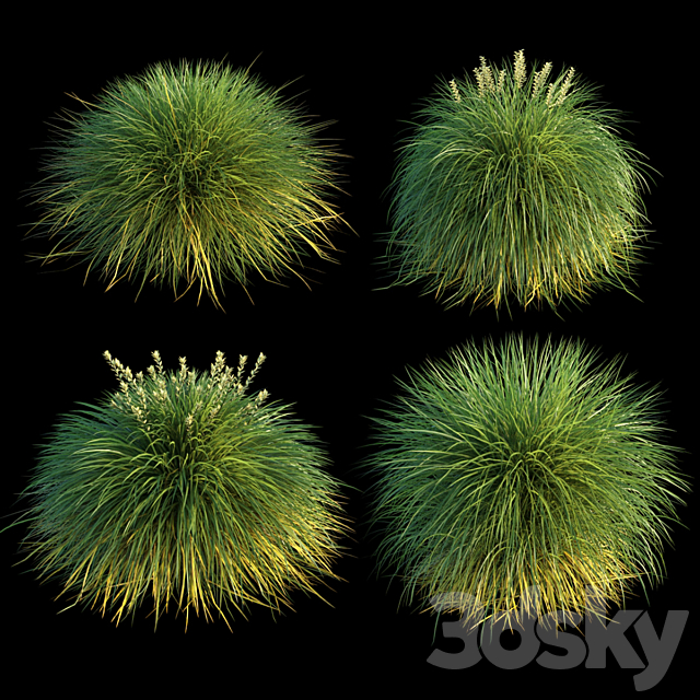 Miscanthus 3DS Max Model - thumbnail 2