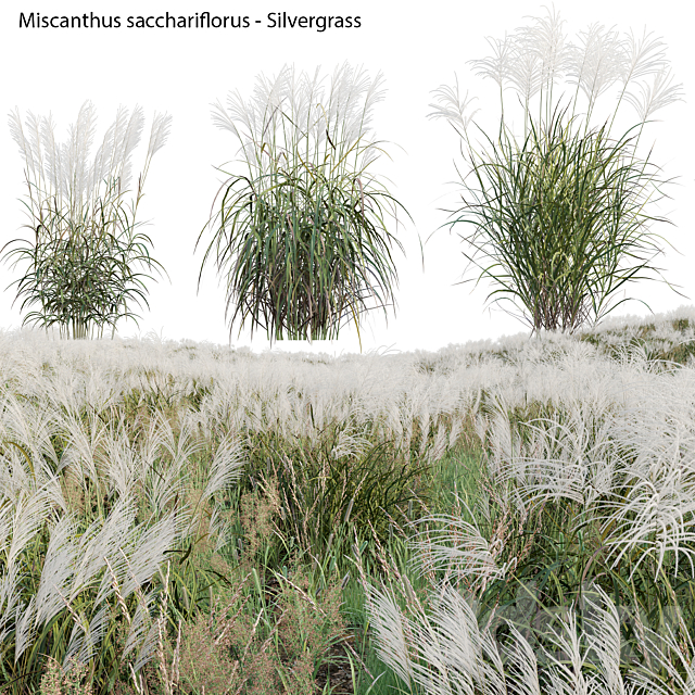 Miscanthus sacchariflorus – Silvergrass 02 3ds Max - thumbnail 1