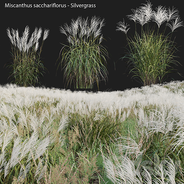 Miscanthus sacchariflorus – Silvergrass 02 3ds Max - thumbnail 2