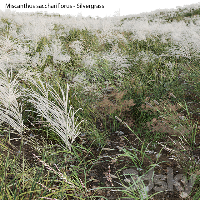 Miscanthus sacchariflorus – Silvergrass 02 3ds Max - thumbnail 3