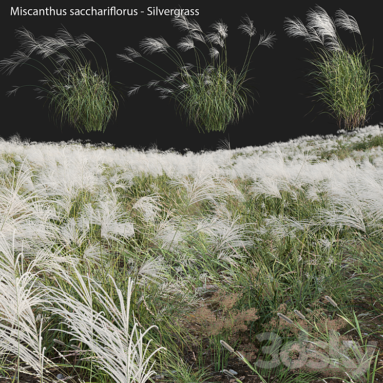 Miscanthus sacchariflorus – Silvergrass 03 3DS Max Model - thumbnail 1