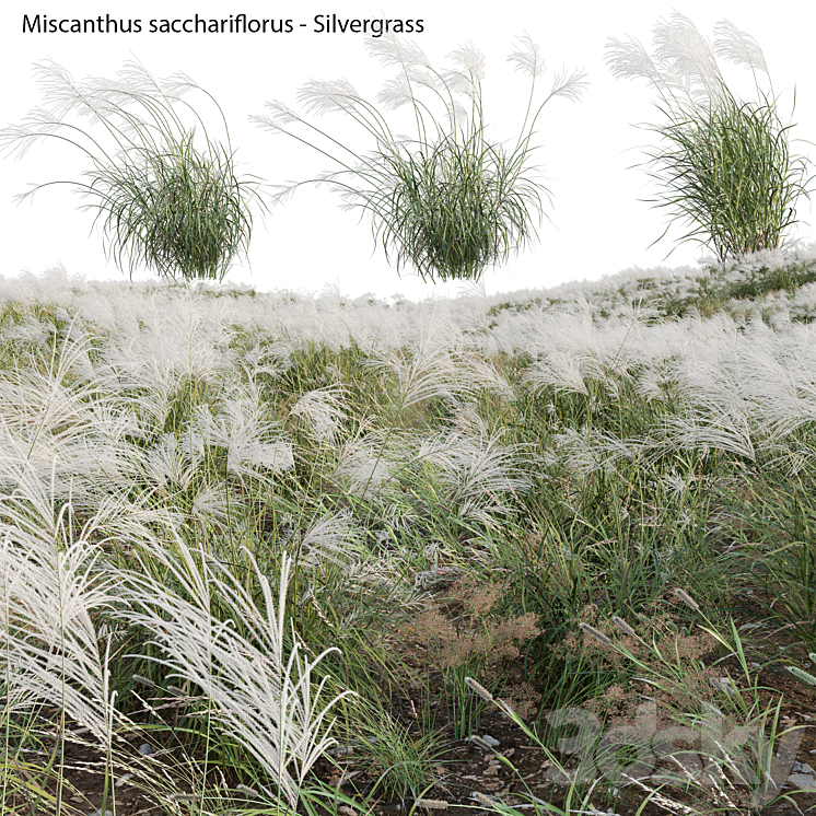 Miscanthus sacchariflorus – Silvergrass 03 3DS Max Model - thumbnail 2