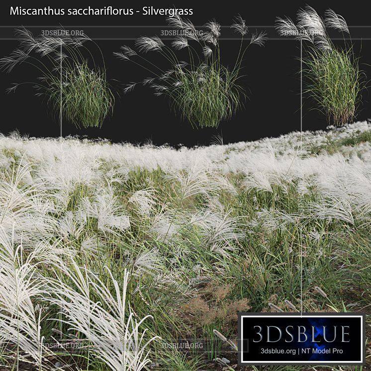 Miscanthus sacchariflorus – Silvergrass 03 3DS Max - thumbnail 3