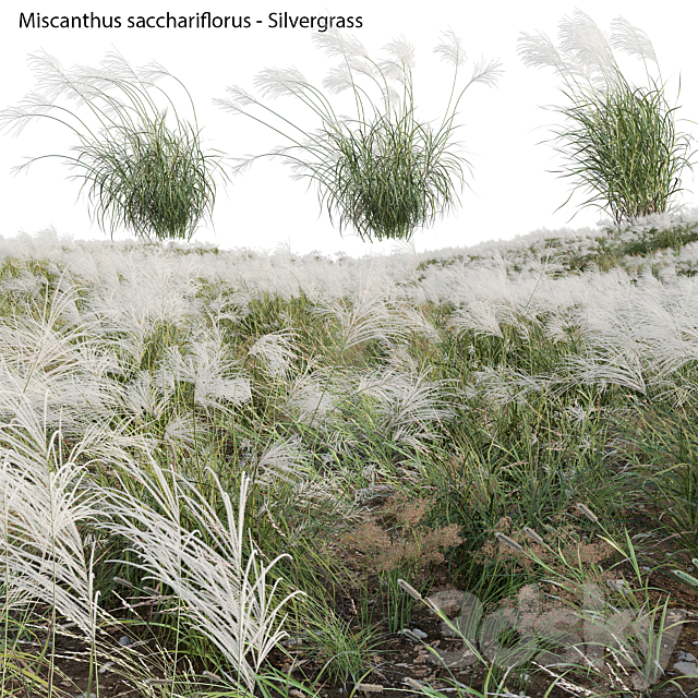 Miscanthus sacchariflorus – Silvergrass 03 3DS Max Model - thumbnail 2