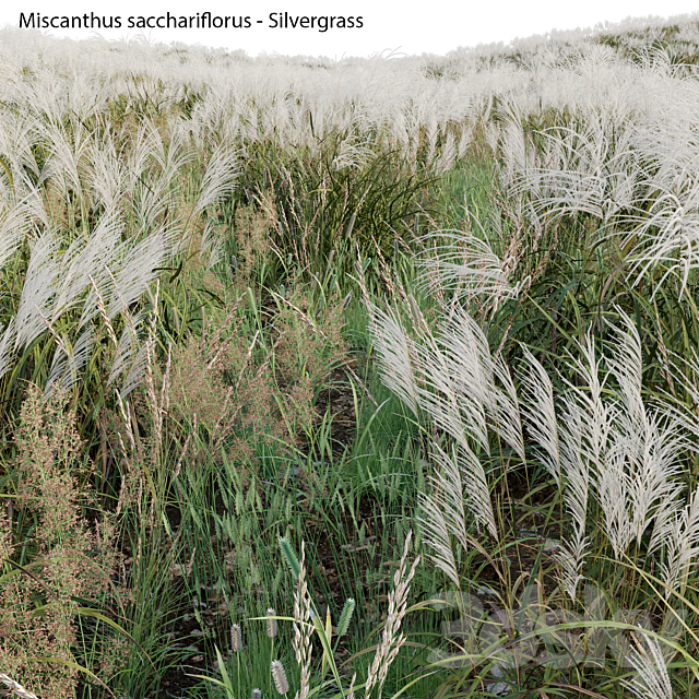 Miscanthus sacchariflorus – Silvergrass 03 3DS Max Model - thumbnail 4