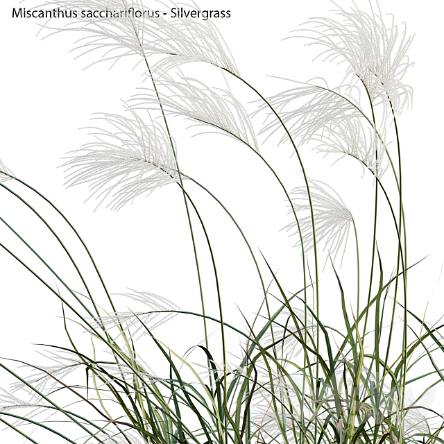 Miscanthus sacchariflorus – Silvergrass 03 3DS Max Model - thumbnail 5