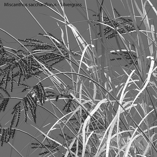 Miscanthus sacchariflorus – Silvergrass 03 3DS Max Model - thumbnail 6