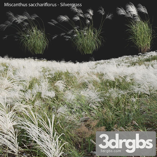 Miscanthus Sacchariflorus Silvergrass 03 3dsmax Download - thumbnail 1