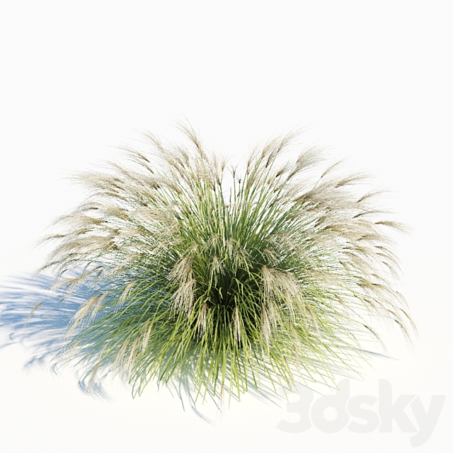 Miscanthus sinensis 3DS Max Model - thumbnail 2