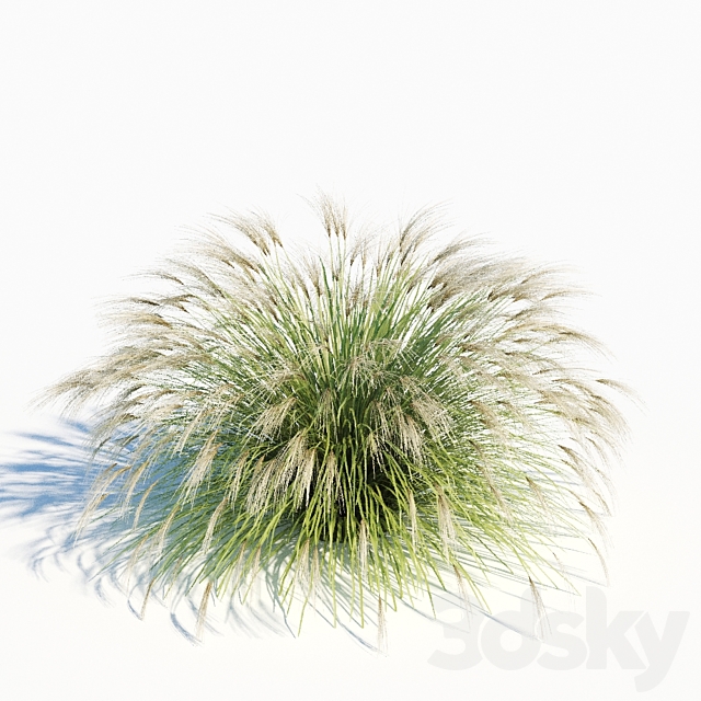 Miscanthus sinensis 3DS Max Model - thumbnail 3