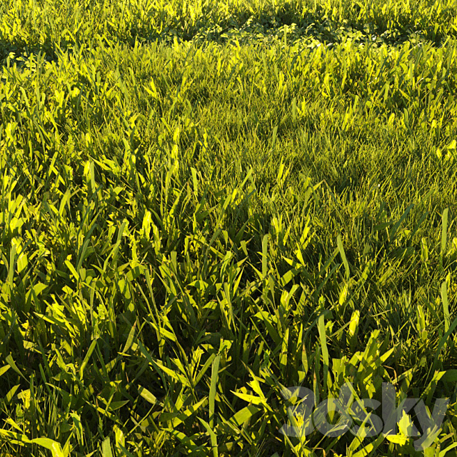 Mowed Lawn 01 3ds Max - thumbnail 3