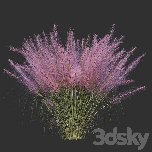 Muhlenberg hairy _ Muhlenbergia capillaris 3DS Max Model - thumbnail 2