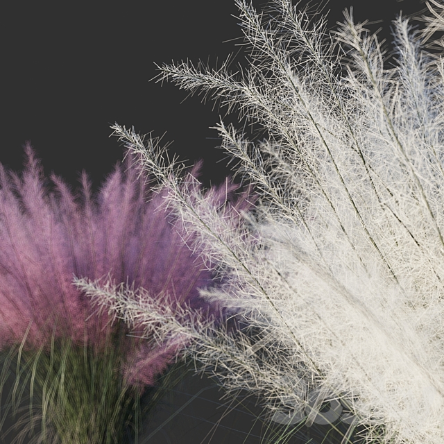 Muhlenberg hairy _ Muhlenbergia capillaris 3DS Max Model - thumbnail 3