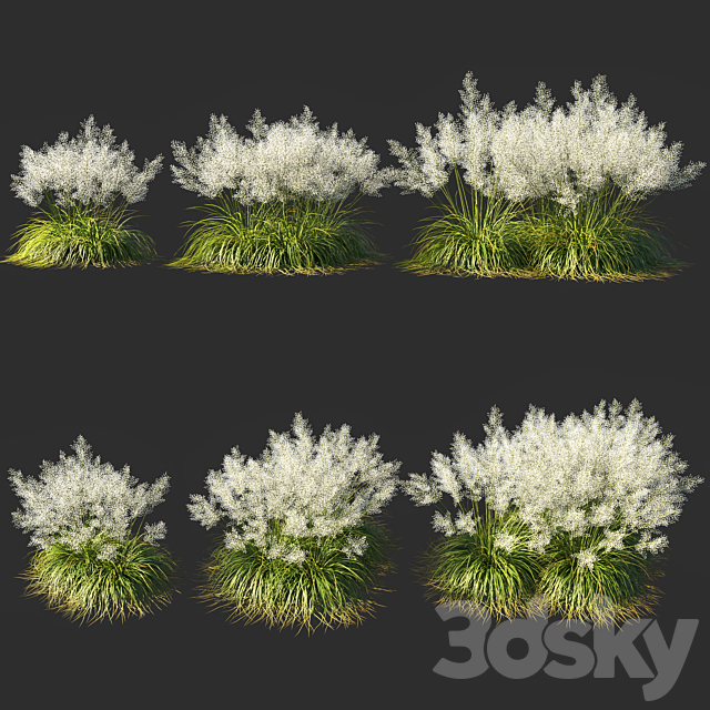 Muhly grass White_03 3ds Max - thumbnail 1