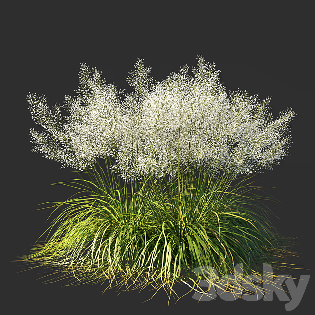 Muhly grass White_03 3ds Max - thumbnail 2