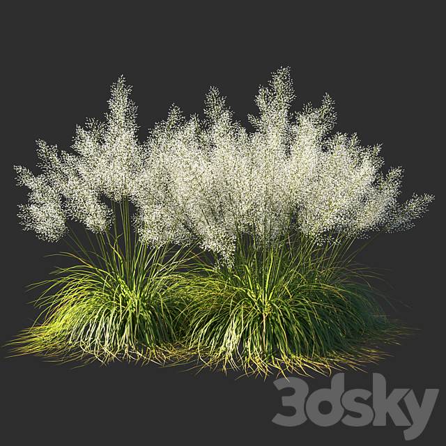 Muhly grass White_03 3ds Max - thumbnail 3