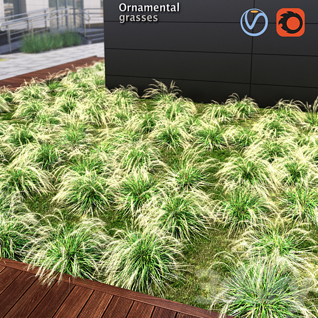 Ornamental grass 3ds Max - thumbnail 1