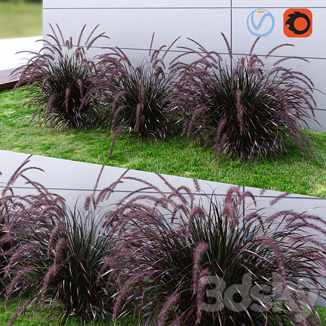 Ornamental grass Fountaingrass purple dark 3ds Max - thumbnail 1