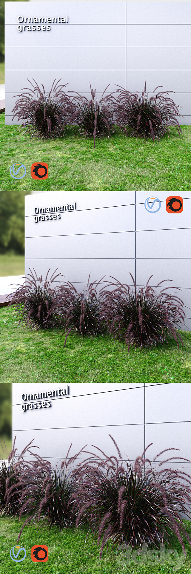 Ornamental grass Fountaingrass purple dark 3ds Max - thumbnail 2