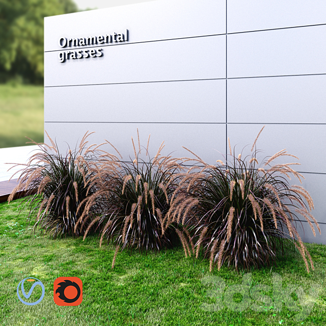 Ornamental grass Fountaingrass purple large 3ds Max - thumbnail 2