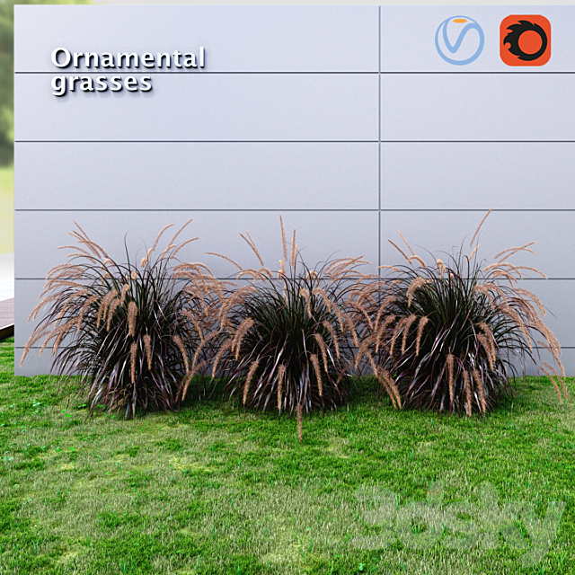 Ornamental grass Fountaingrass purple large 3ds Max - thumbnail 3