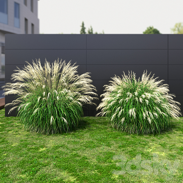 Ornamental grass Miscanthus large 3DS Max Model - thumbnail 2