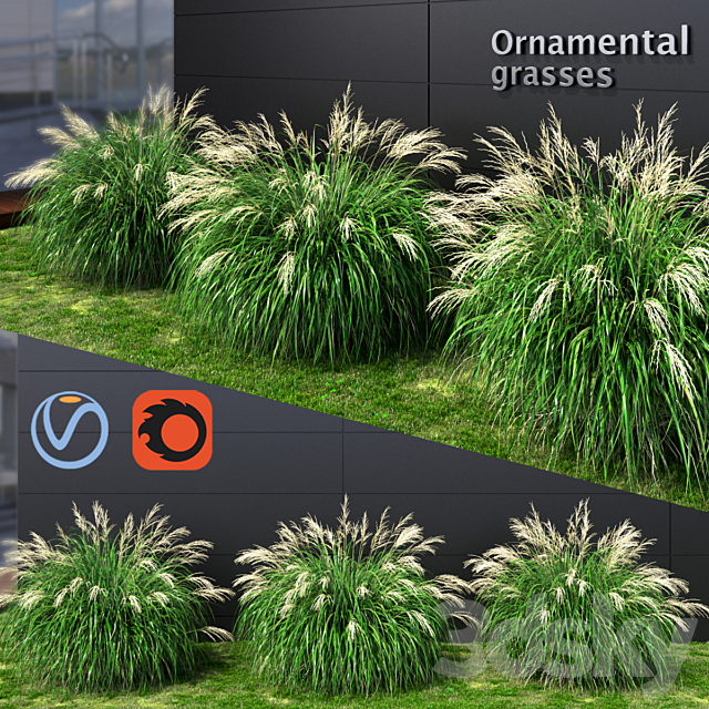 Ornamental grass Miscanthus medium 3ds Max - thumbnail 1