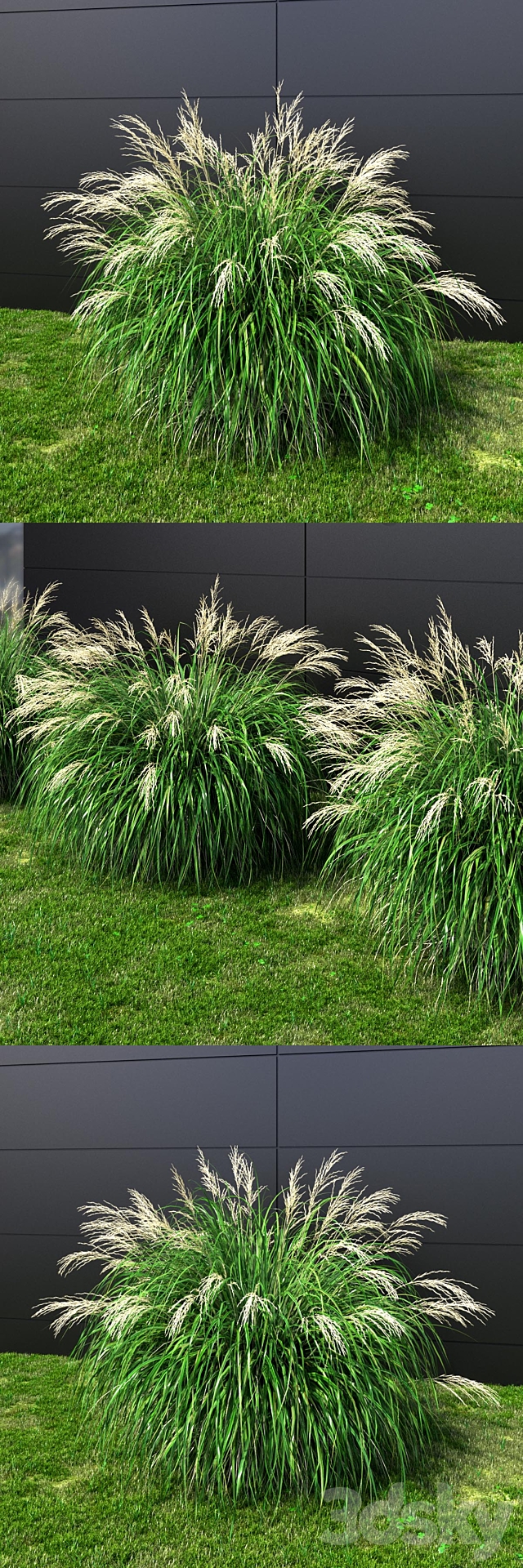 Ornamental grass Miscanthus medium 3ds Max - thumbnail 2