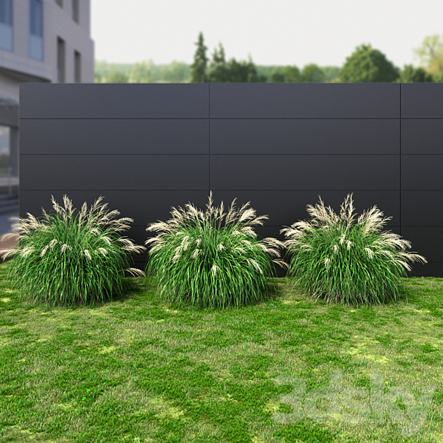 Ornamental grass Miscanthus medium 3ds Max - thumbnail 3