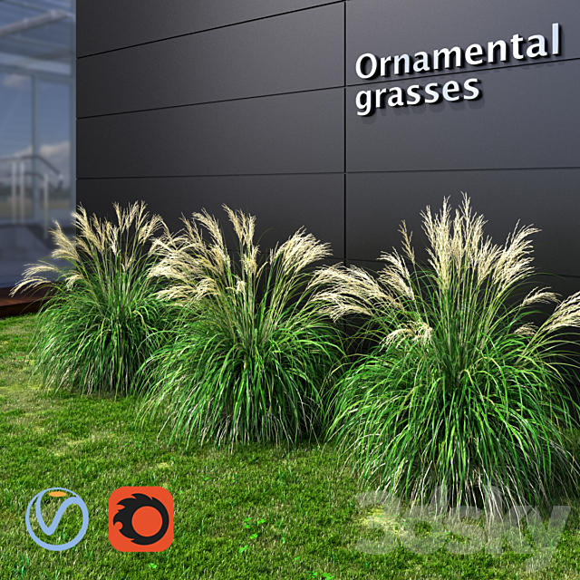 Ornamental grass Miscanthus small 3DSMax File - thumbnail 1