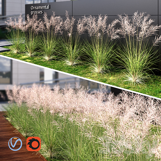 Ornamental grass red 3ds Max - thumbnail 1