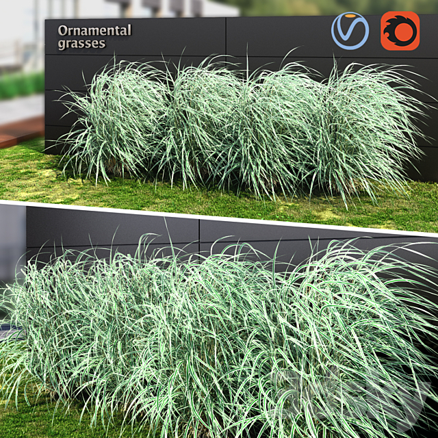 Ornamental grass striped 3ds Max - thumbnail 1